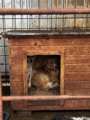 Tibi – kleiner Bub auf der Suche nach seinen Menschen, Mischling - Rüde