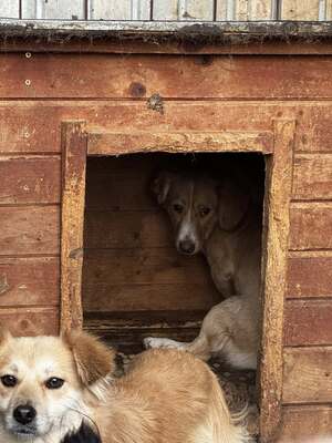 Tibi – kleiner Bub auf der Suche nach seinen Menschen, Mischling - Rüde