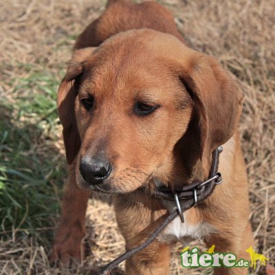 Tick, tolles Kerlchen Welpen - Rüde