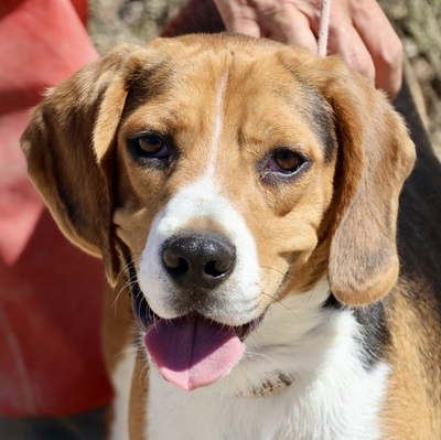 Tico, Beagle - Rüde