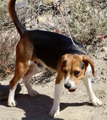 Tico, Beagle - Rüde