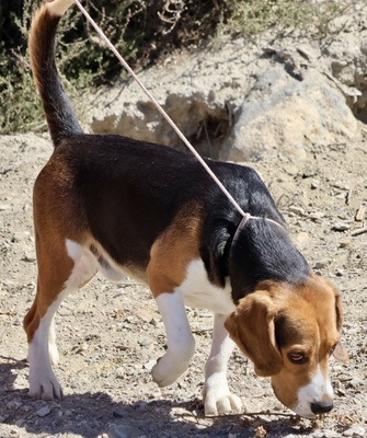 Tico, Beagle - Rüde