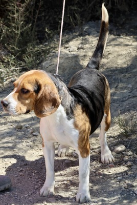 Tico, Beagle - Rüde