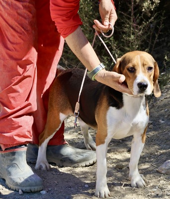 Tico, Beagle - Rüde