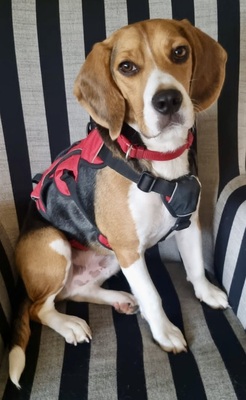 Tico, Beagle - Rüde