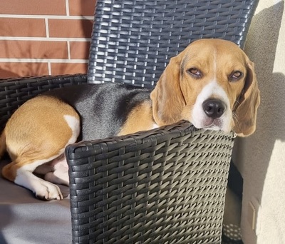 Tico, Beagle - Rüde