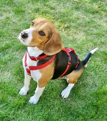 Tico, Beagle - Rüde