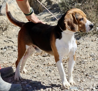 Tico, Beagle - Rüde