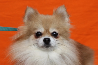 Tierra, Zwergspitz - Hündin