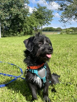 Tierschutzhund Abby, vermutlich Dackel/Schnauzer - Hündin