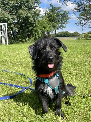 Tierschutzhund Abby, vermutlich Dackel/Schnauzer - Hündin