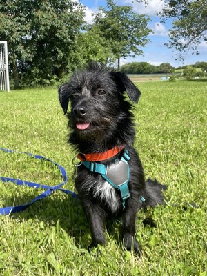 Tierschutzhund Abby, vermutlich Dackel/Schnauzer - Hündin