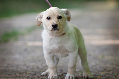 Tiffany, Mischling Welpen - Hündin