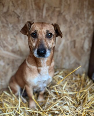 Tiffi, Mischling - Hündin