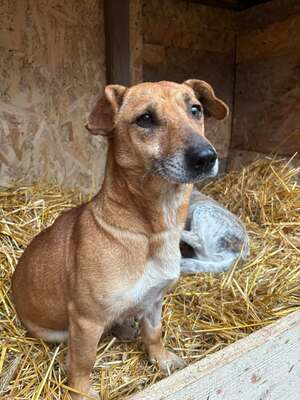 Tiffi, Mischling - Hündin