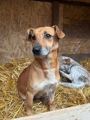 Tiffi, Mischling - Hündin