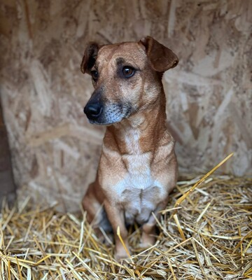 Tiffi, Mischling - Hündin