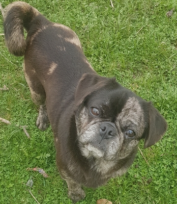 Tiffy sucht dringend ein Zuhause, Mops - Hündin