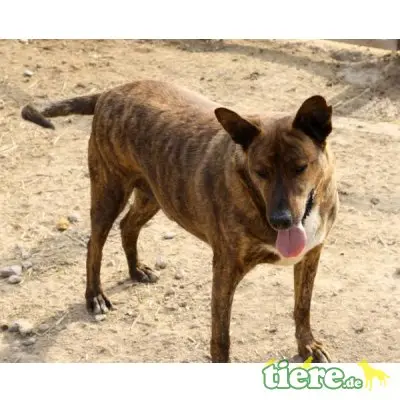Tigre, Mischling - Rüde