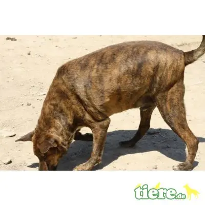 Tigre, Mischling - Rüde