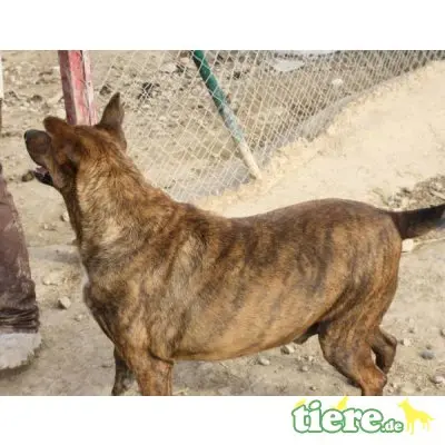 Tigre, Mischling - Rüde