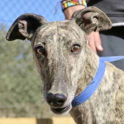 Tigresa, Galgo Español - Hündin