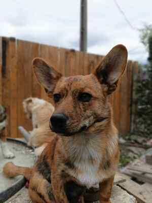 Tigru sucht sein Für immer Zuhause