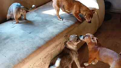 Tigru sucht sein Für immer Zuhause, Mischling - Rüde