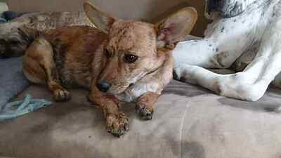 Tigru sucht sein Für immer Zuhause, Mischling - Rüde