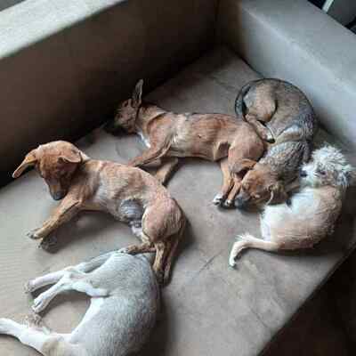 Tigru sucht sein Für immer Zuhause, Mischling - Rüde