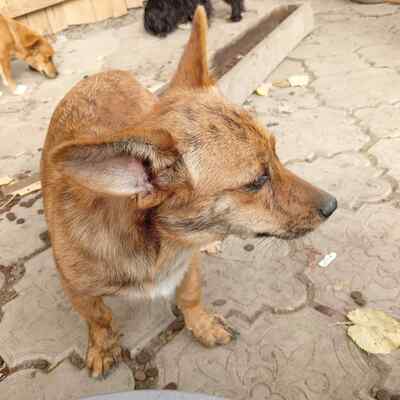 Tigru sucht sein Für immer Zuhause, Mischling - Rüde