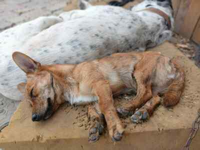Tigru sucht sein Für immer Zuhause, Mischling - Rüde