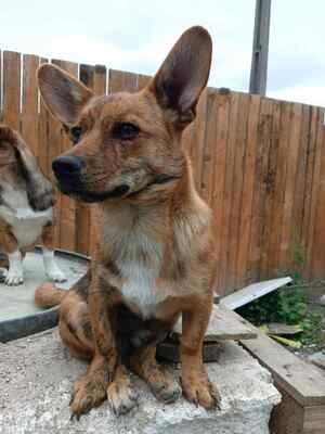 Tigru sucht sein Für immer Zuhause, Mischling - Rüde