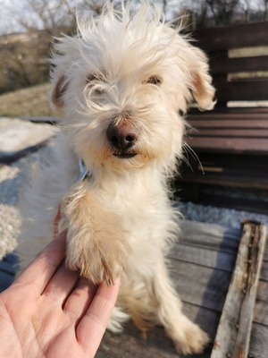 Tiki möchte ein für-immer-Zuhause..., Yorki-Mischling - Hündin