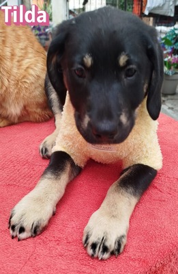 Tilda, Bracke Welpen - Hündin