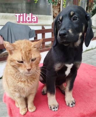 Tilda, Bracke Welpen - Hündin