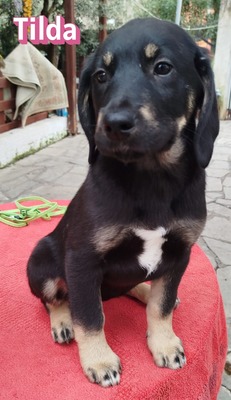 Tilda, Bracke Welpen - Hündin