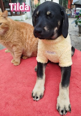 Tilda, Bracke Welpen - Hündin
