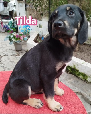 Tilda, Bracke Welpen - Hündin