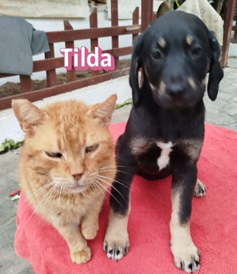 Tilda, Bracke Welpen - Hündin
