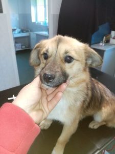 Tilda, Mix - Hündin