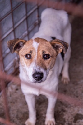 🤍 Tilda – die stille Erzählerin, deren Worte wir nur fühlen können, Mischling - Hündin