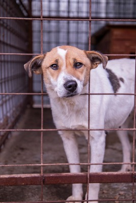 🤍 Tilda – die stille Erzählerin, deren Worte wir nur fühlen können, Mischling - Hündin