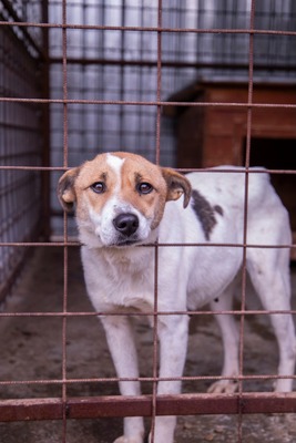 🤍 Tilda – die stille Erzählerin, deren Worte wir nur fühlen können, Mischling - Hündin