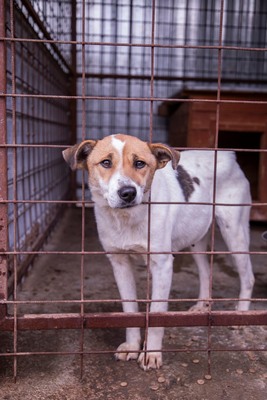 🤍 Tilda – die stille Erzählerin, deren Worte wir nur fühlen können, Mischling - Hündin