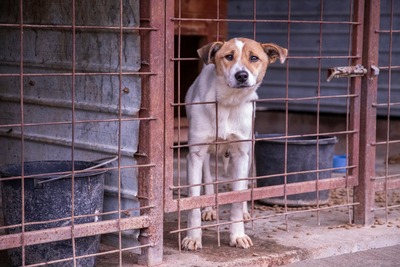 🤍 Tilda – die stille Erzählerin, deren Worte wir nur fühlen können, Mischling - Hündin