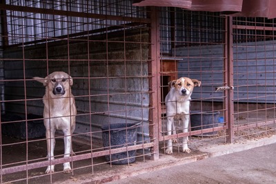 🤍 Tilda – die stille Erzählerin, deren Worte wir nur fühlen können, Mischling - Hündin