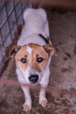 Tilda – ein kleines Herz voller Traurigkeit sucht endlich Wärme, Mischling - Hündin