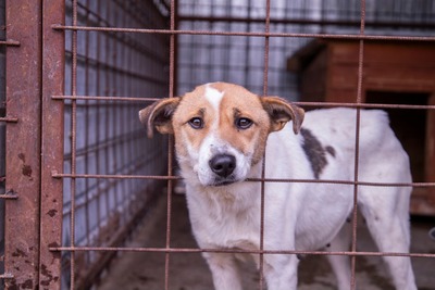 Tilda – ein kleines Herz voller Traurigkeit sucht endlich Wärme, Mischling - Hündin