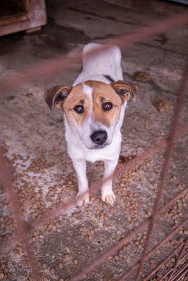 Tilda – ein kleines Herz voller Traurigkeit sucht endlich Wärme, Mischling - Hündin